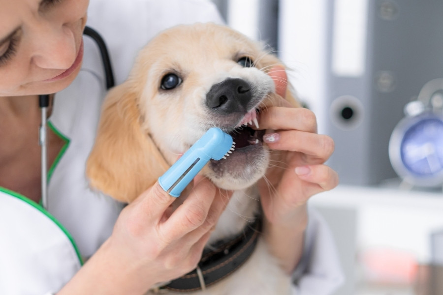Dental Problems in Pets