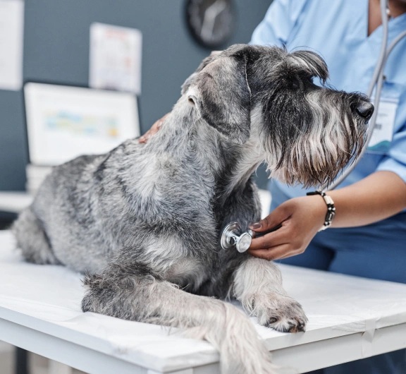 Senior Pets During Surgery