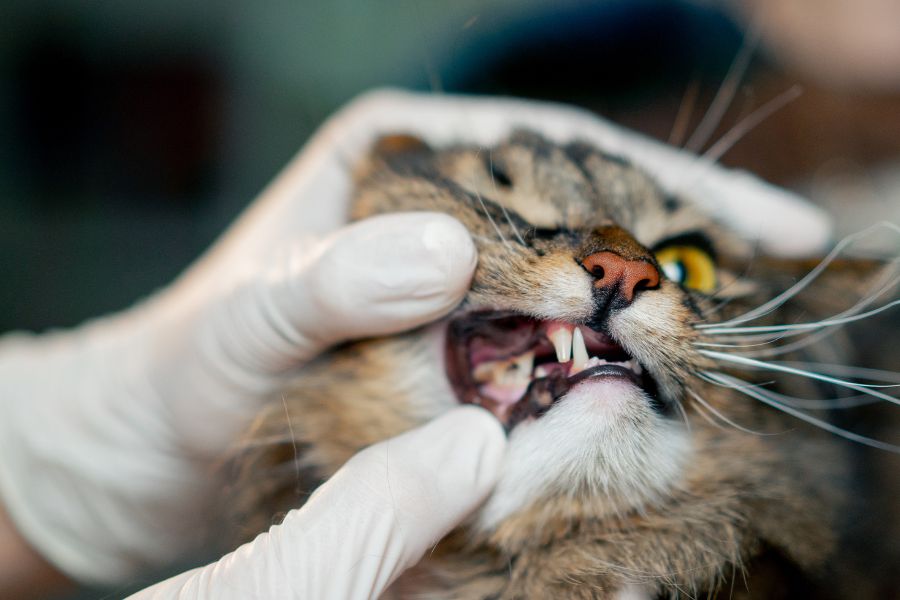 cat dental health facts