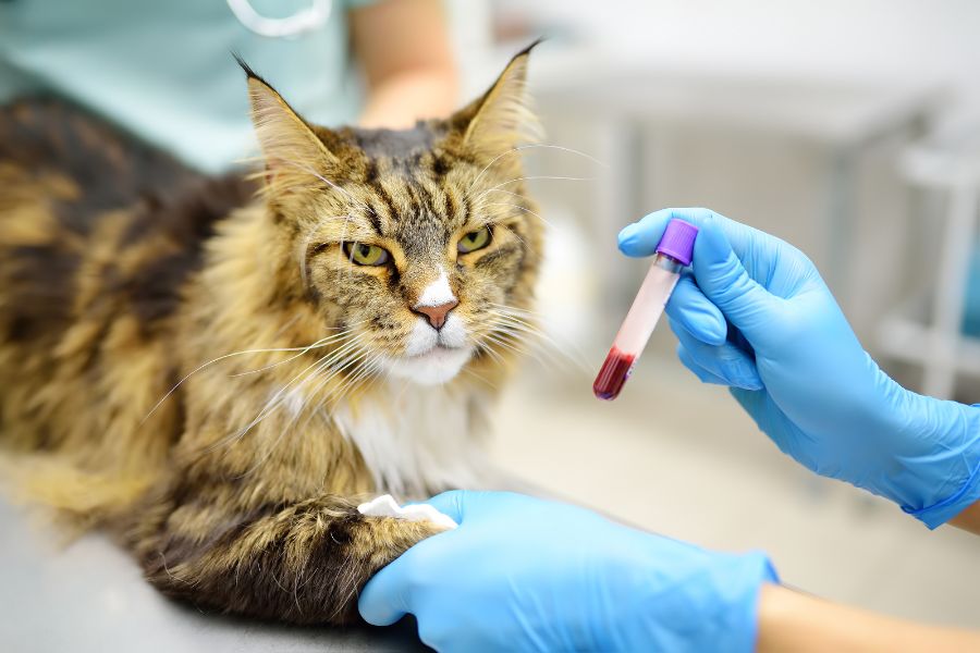 senior cat bloodwork