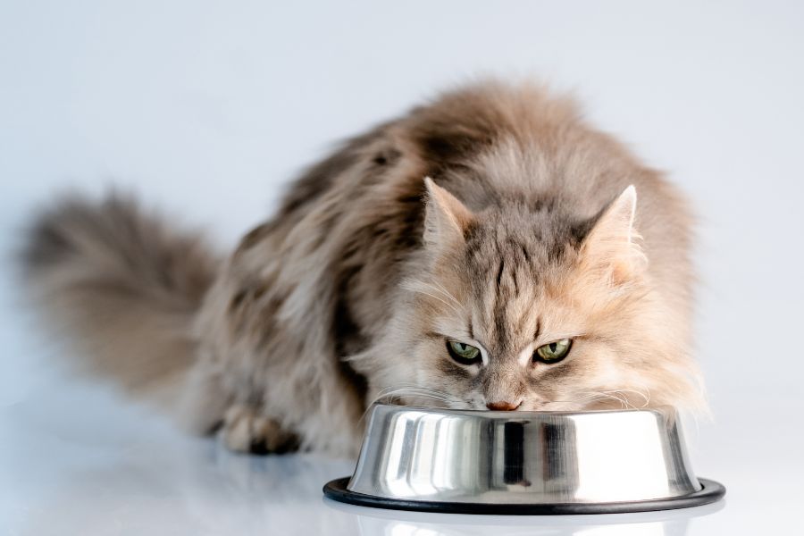 best food for senior cats