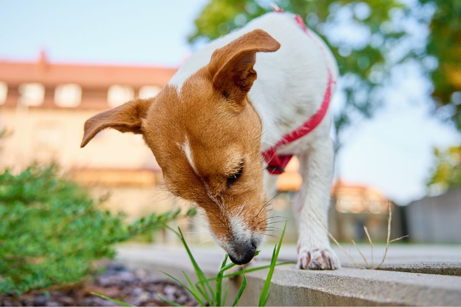 stop dog eating grass