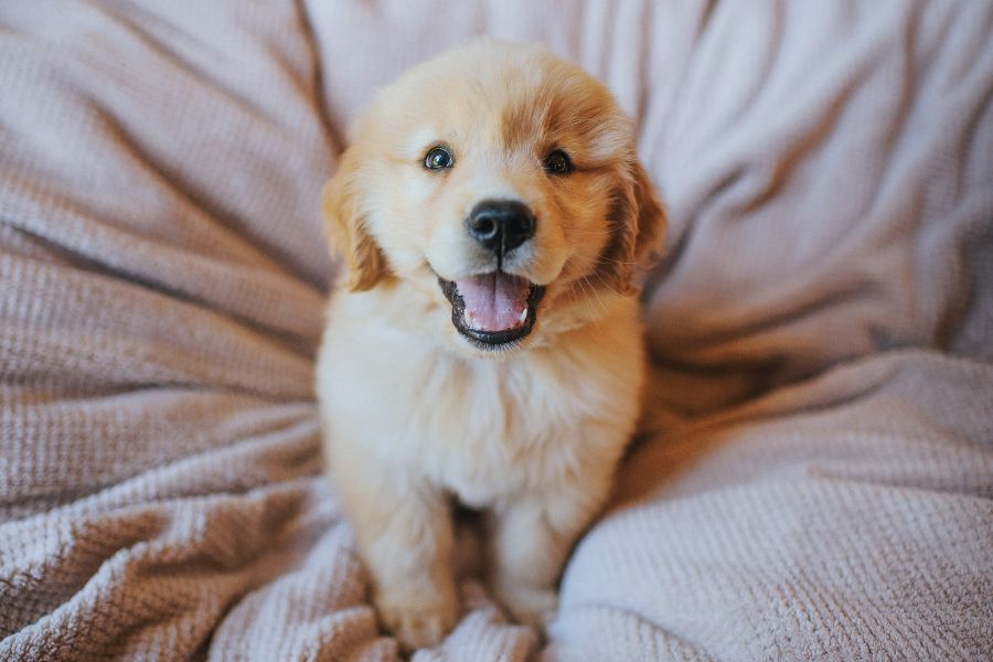 healthy pet habits checklist