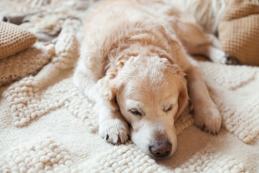 golden retriever hemangiosarcoma signs