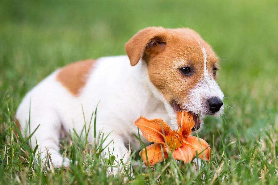 lily poisoning in dogs