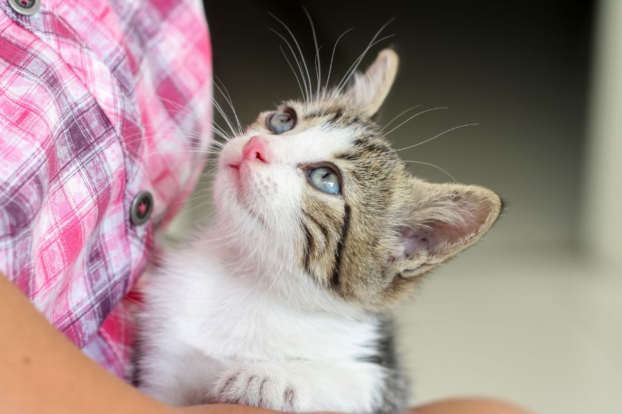 cats stare at owners