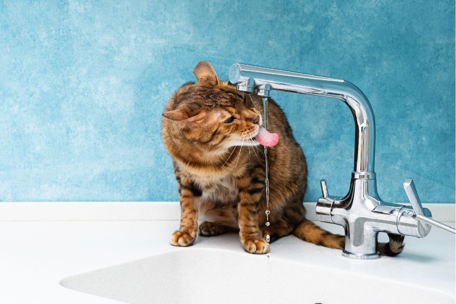 why is my cat drinking so much water