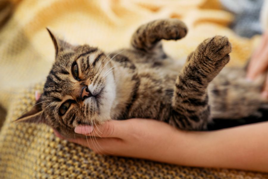 signs your cat needs more playtime