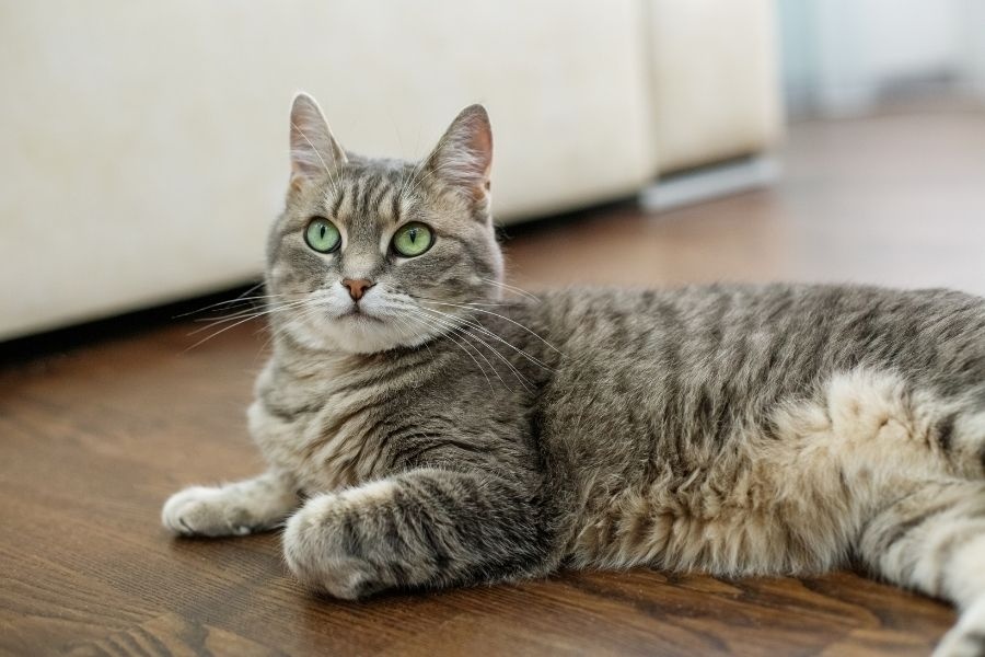 cat broken tail causes and symptoms