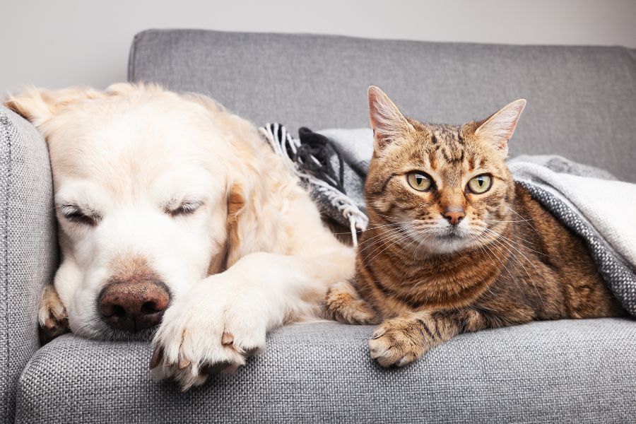 what happens during urgent pet care visit