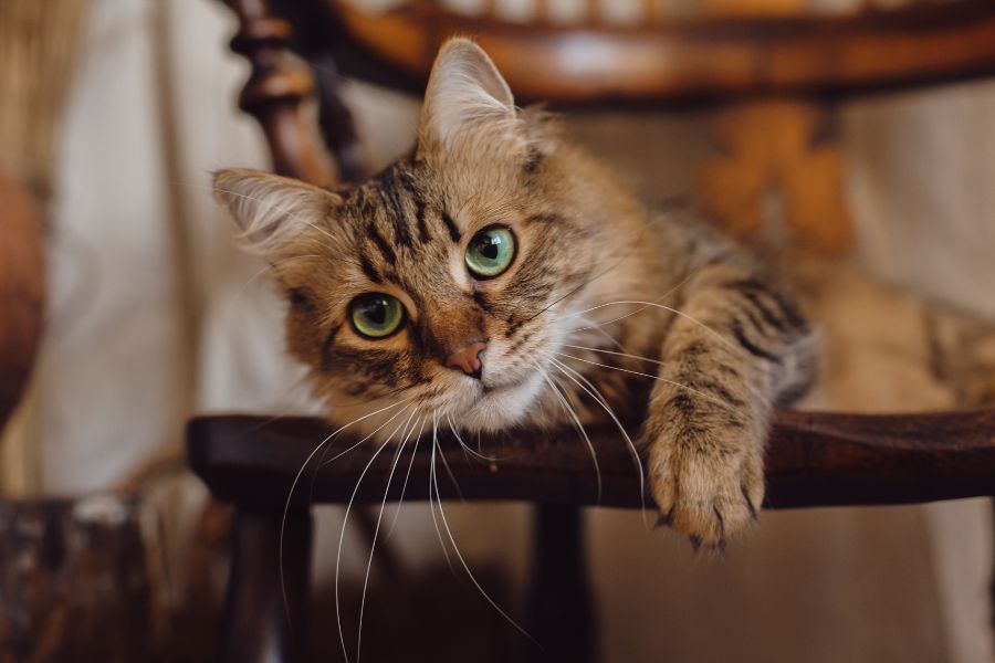 Cat Ate Chocolate