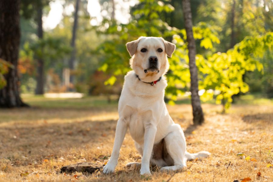 summer paw care for dogs vet advice