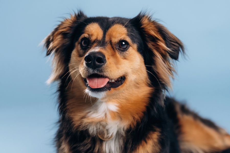 dog has a deep cut urgent care
