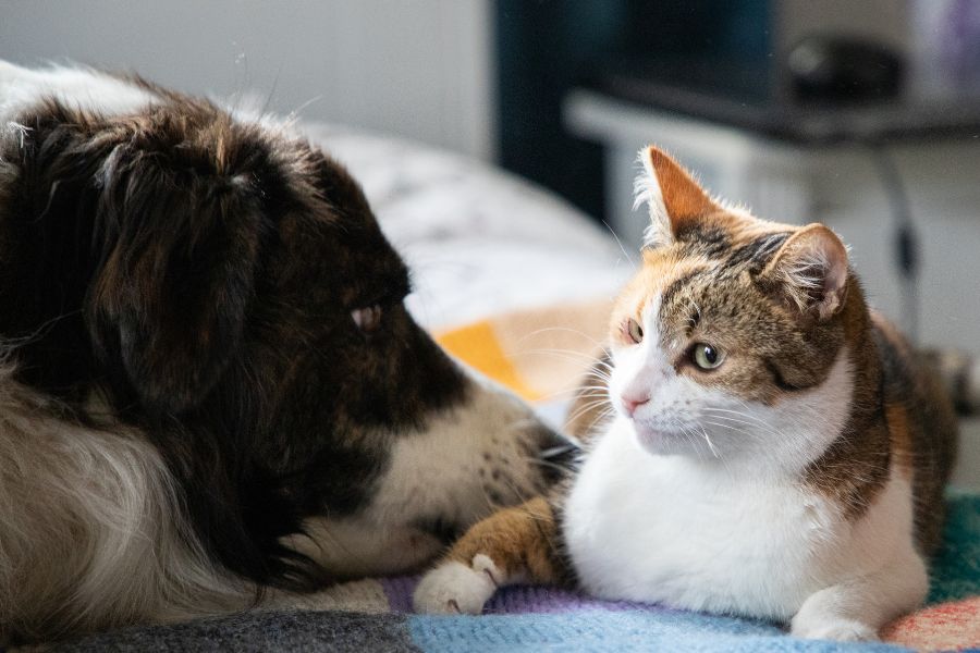 storm anxiety in pets signs